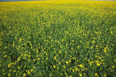 《怪物猎人 崛起 曙光》发布新活动任务 “电光一闪”